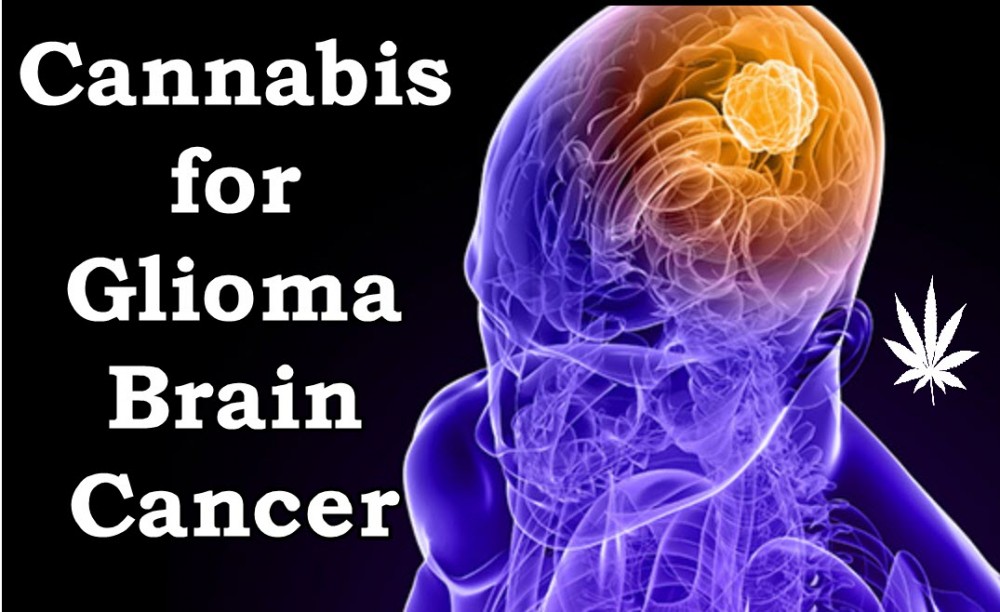 CANNABIS EFFECTS GLIOMA BRAIN CANCER