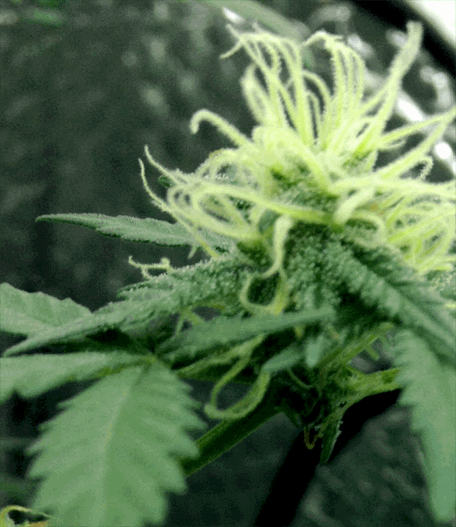 cannabis buds grow in a home