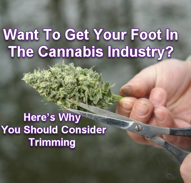 CANNABIS TRIMMER JOB