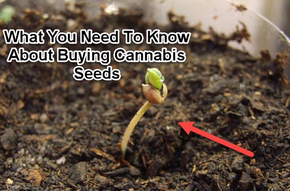 HOW TO BUY CANNABIS SEEDS