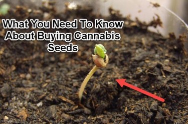 BUYING SEEDS