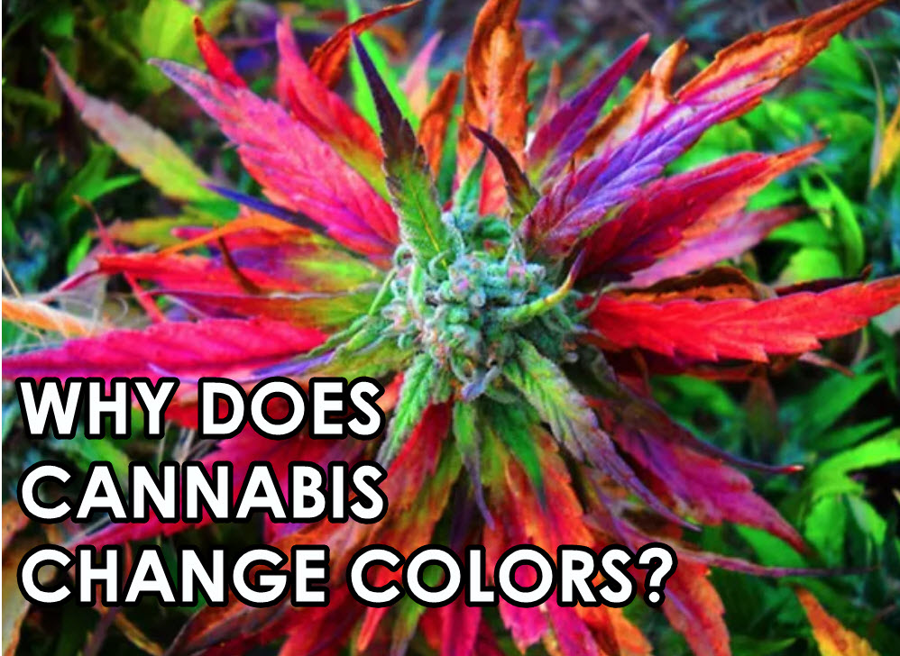 WHY DO CANNABIS PLANTS CHANGE COLORS