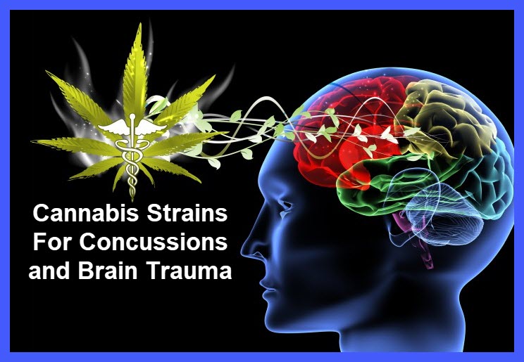 marijuana strains for concussions