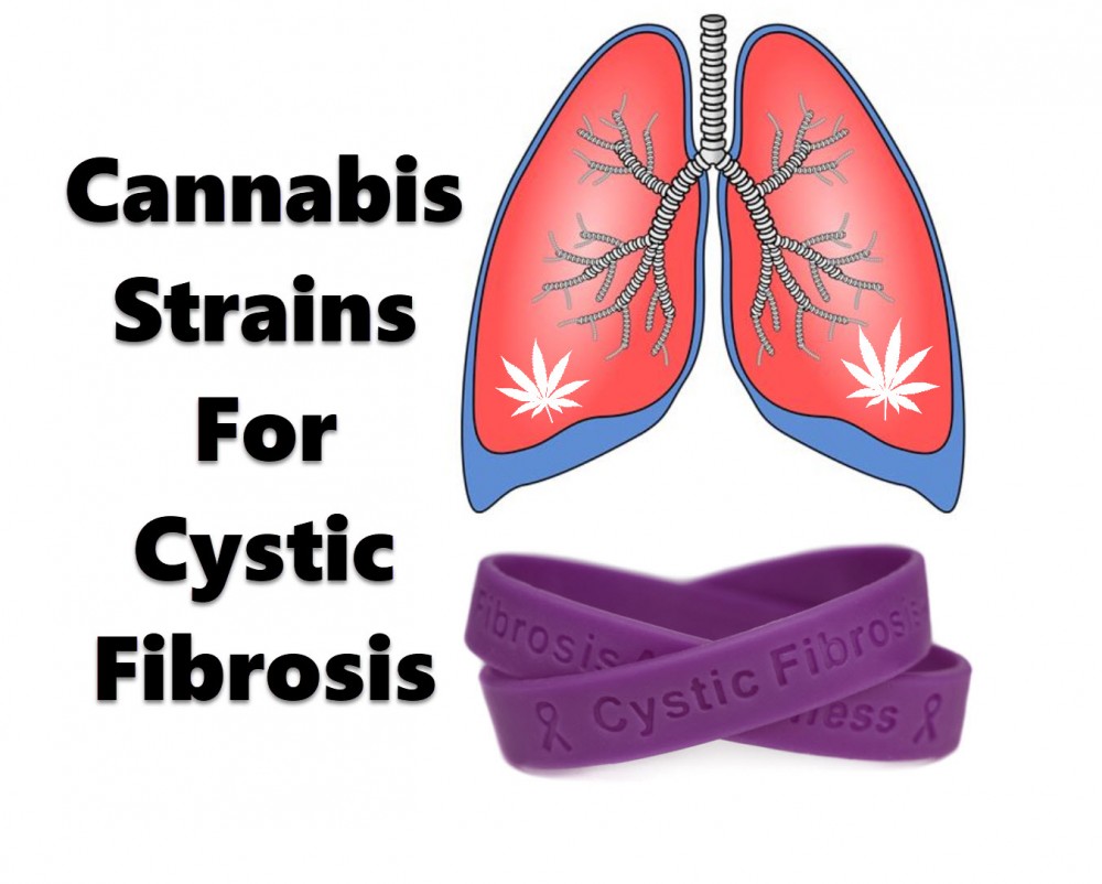 cannabis for cystic fibrosis