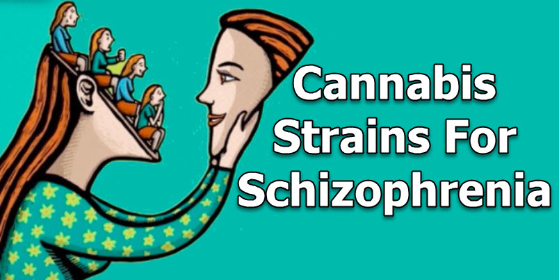 CANNABIS STRAINS FOR SCHIZOPHRENIA