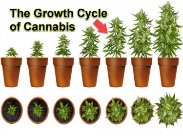 MARIJUANA GROWTH CYCLE