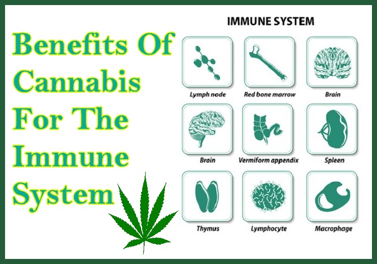 MARIJUANA TO HELP YOUR IMMUNE SYSTEM