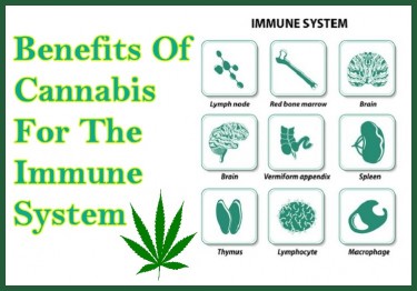 BENEFITS OF CANNABIS ON THE IMMUNE SYSTEM