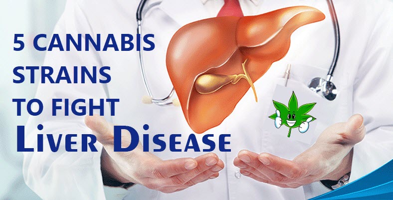 CANNABIS STRAINS FOR LIVER DISEASE