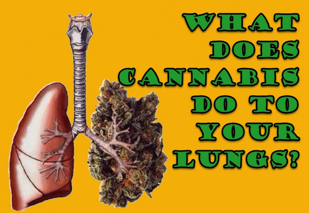 CANNABIS EFFECTS ON THE LUNGS