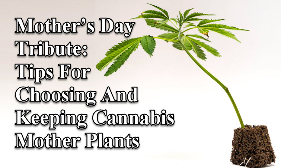 MOTHER CANNABIS PLANTS