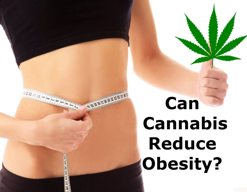 CANNABIS FOR OBESITY