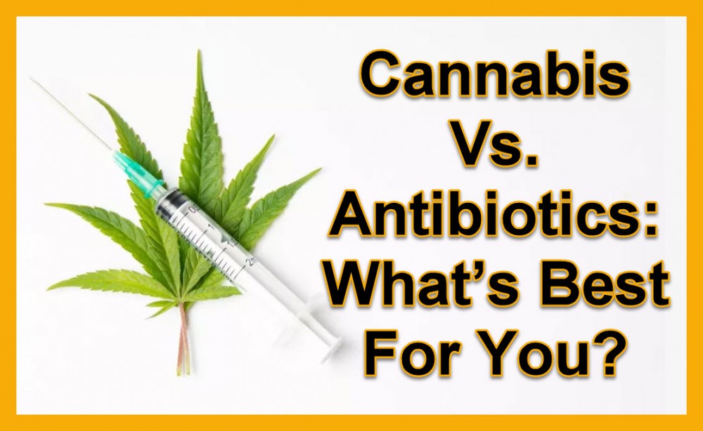 cannabis for antibiotics