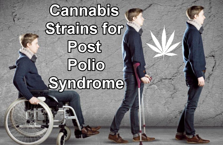 cannabis strains for polio syndrome