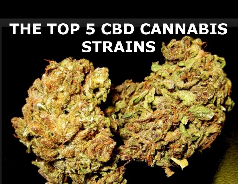 CBD STRAINS OF CANNABIS