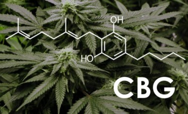 WHAT IS CBG CANNABINOID?