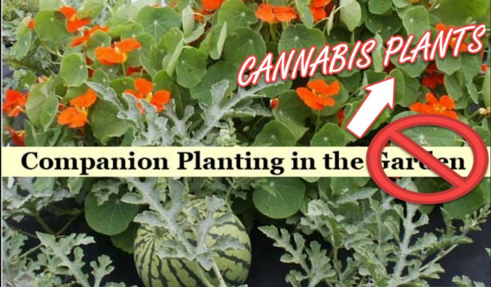 CANNABIS COMPANION PLANTS