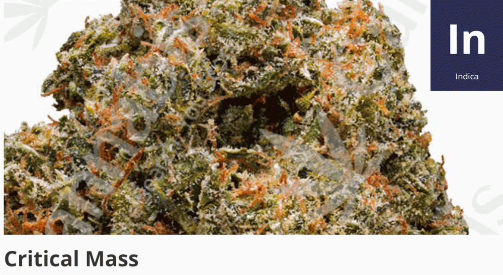 CRITICAL MASS STRAIN MARIJUANA