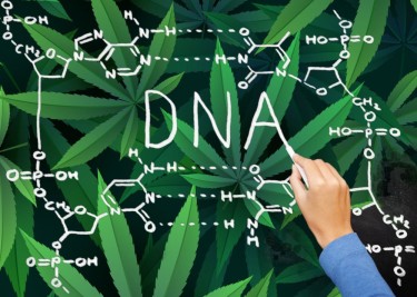 cannabis use disorder and DNA