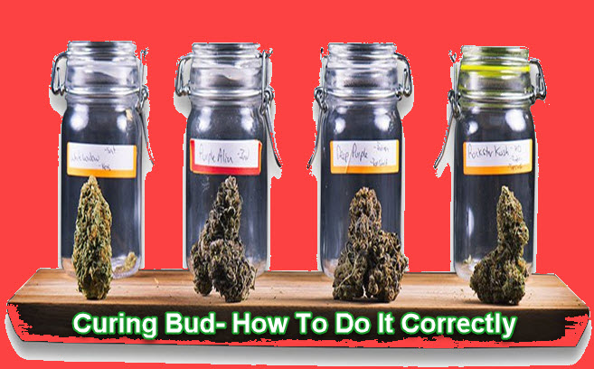 HOW TO CURE CANNABIS BUDS