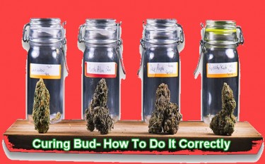 guide to curing and drying cannabis