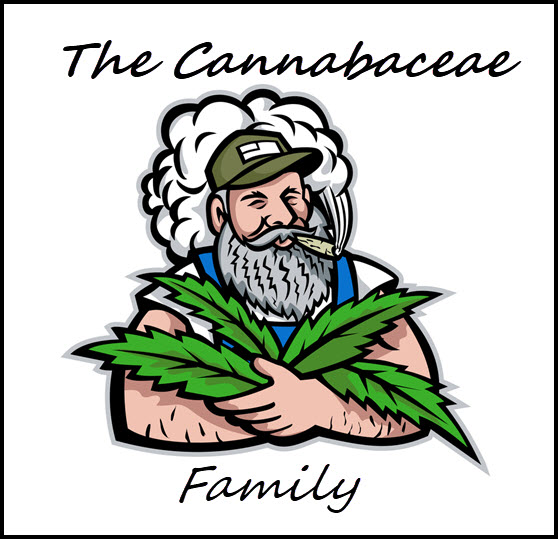 Do You Know The Cannabaceae Family, The Cannabis Plant Family In-Laws?