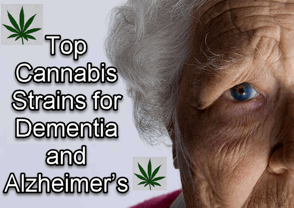 ALZHEIMER DEMENTIA CANNABIS STRAINS