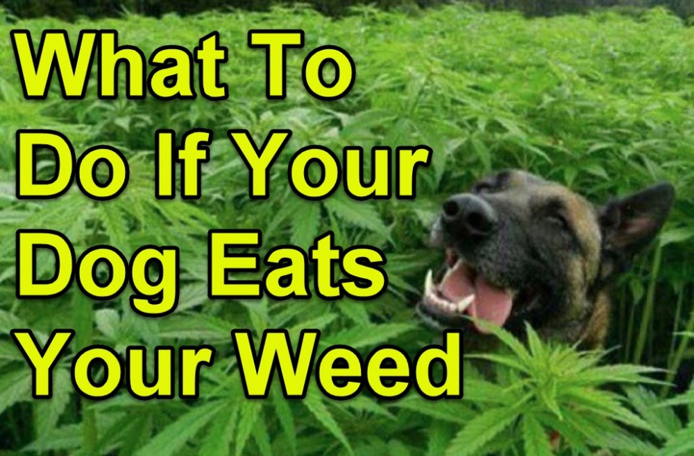 dog eats marijuana