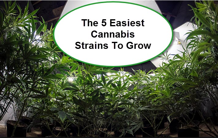 EASY CANNABIS STRAINS TO GROW