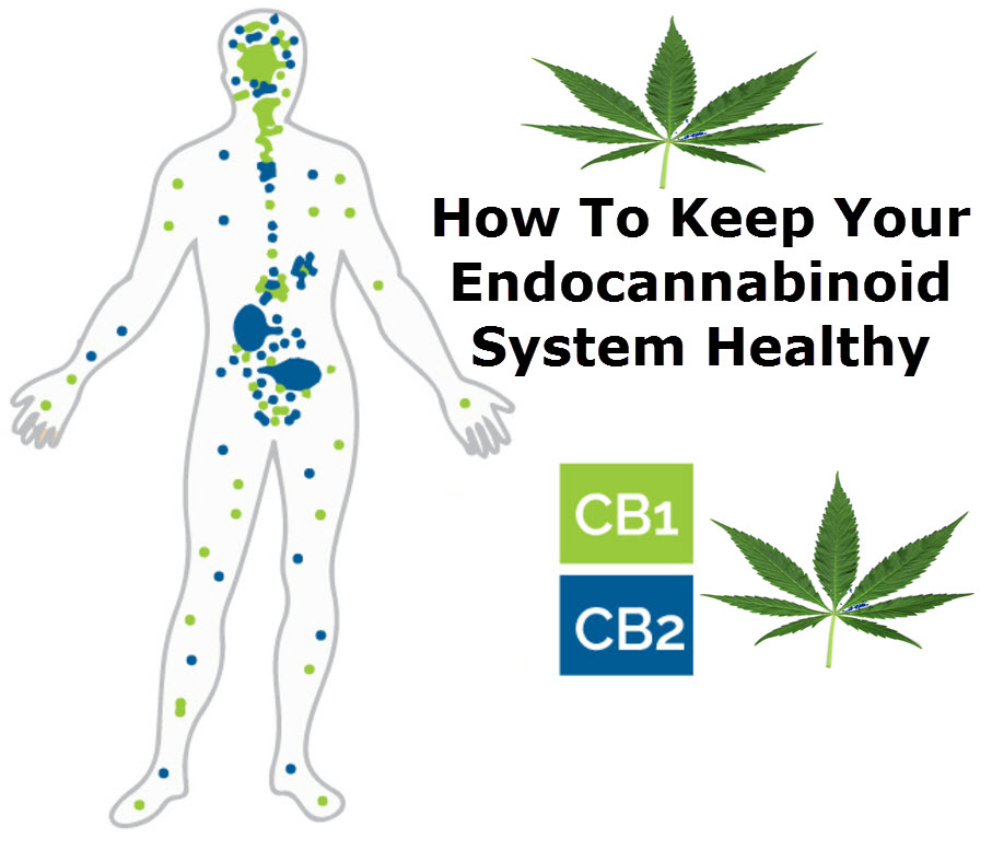 HOW TO KEEP YOUR ENDOCANNABINOID SYSTEM HEALTHY