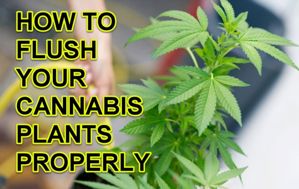 FLUSHING YOUR CANNABIS PLANTS