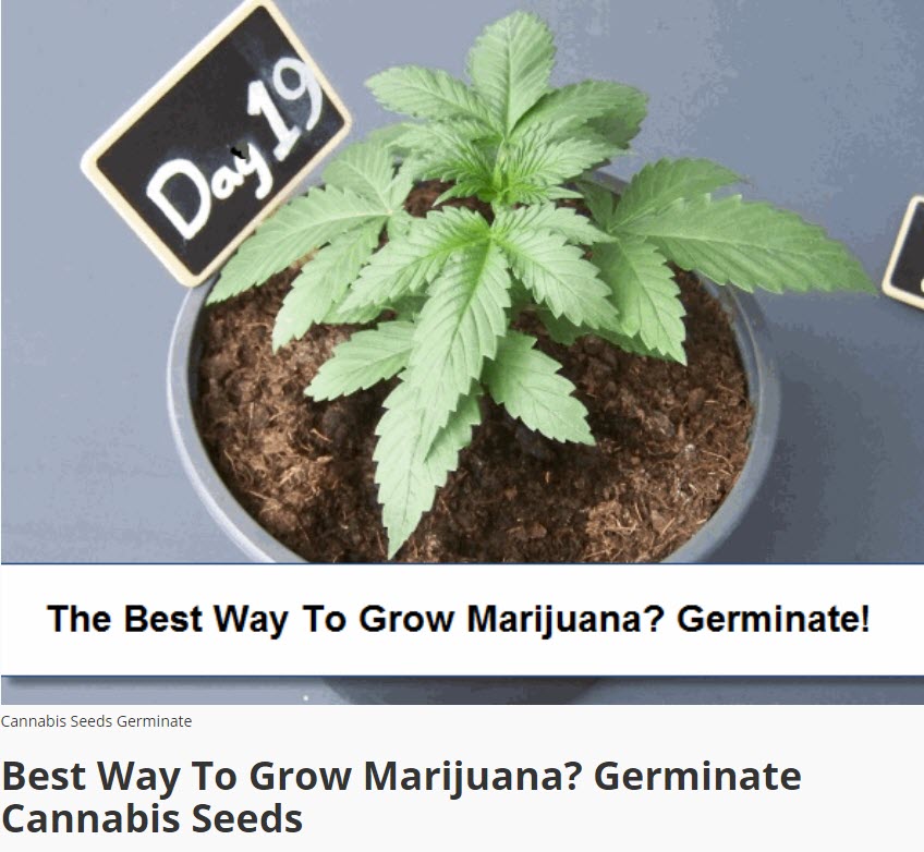 GERMINATE MARIJUANA SEEDS TO GROW