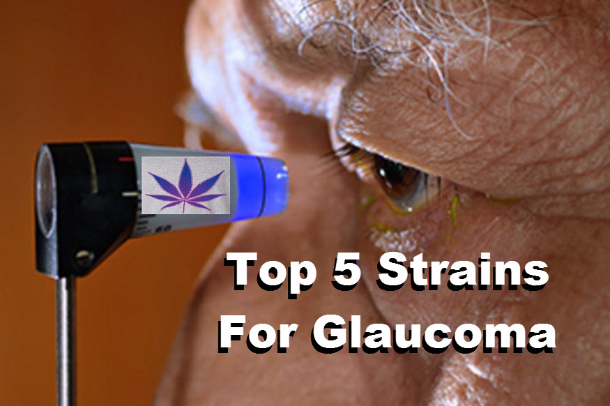 CANNABIS STRAINS FOR GLAUCOMA