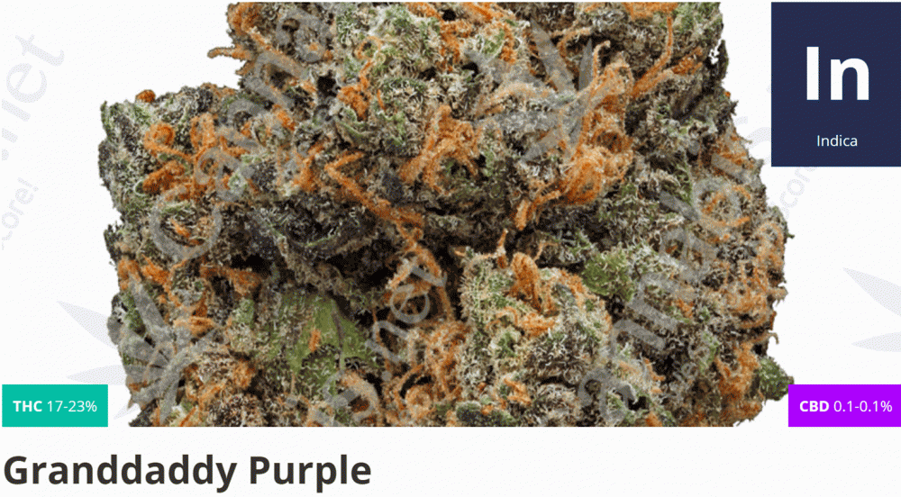 granddaddy purple cannabis