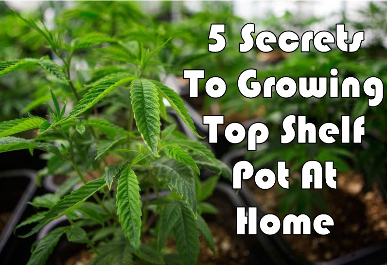 GROWING POT TIPS AT HOME