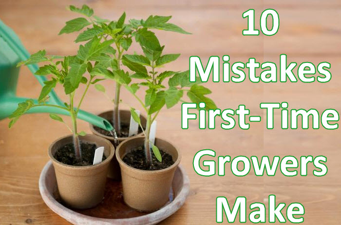 CANNABIS GROWING MISTAKES