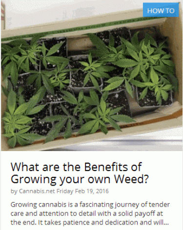 should i grow my own weed