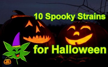 HALLOWEEN STRAINS OF CANNABIS