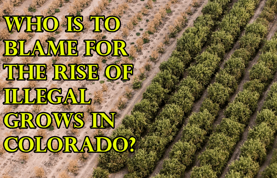 ILLEGAL CANNABIS GROWS IN COLORADO