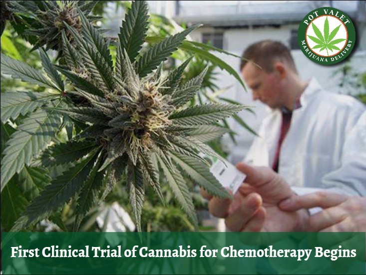 TRIALS OF CANNABIS FOR CHEMO