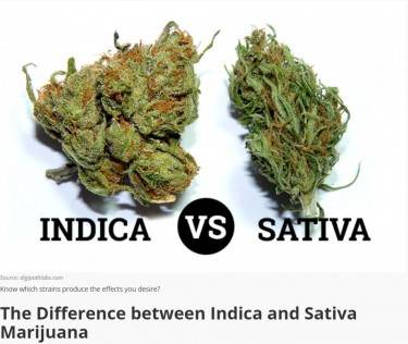 So, How Did Cannabis Sativa Really Become the Strain for Energy and Focus?