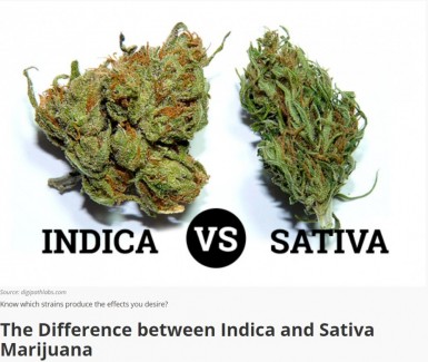 DIFFERENCE SATIVA AND INDICA