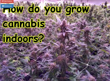 HOW TO GROW CANNABIS INDOORS