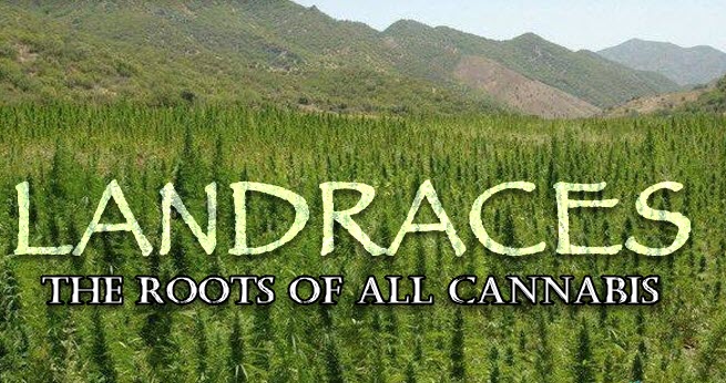 where can you find landrace strains