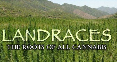 WHAT ARE LANDRACE STRAINS?