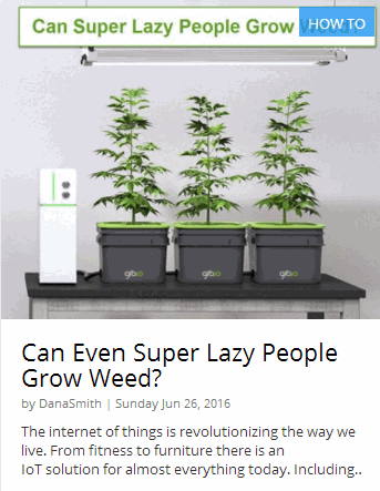 LAZY WEED GROWING