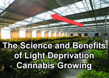 THE SCIENCE OF LIGHT DEPRIVATION GROWING