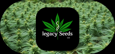 legacy cannabis seeds
