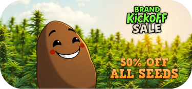 cannabis seed sale