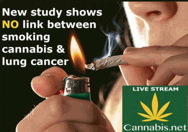 NO LINK BETWEEN SMOKING WEED AND LUNG CANCER